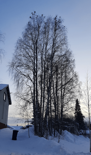 alanikkilankatu linnut