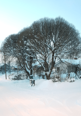 alanikkilankatu puut